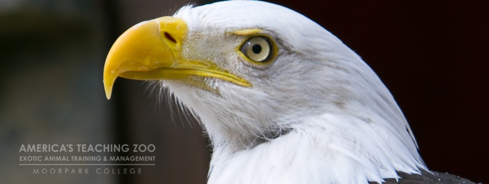 Moorpark College Zoo – Exotic Animal Training & Management