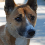 Gus the New Guinea Singing Dog