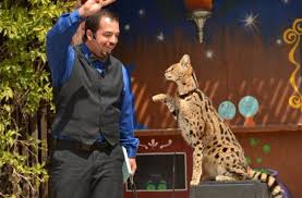 Serval - African Cat Serval - African Cat