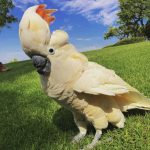 IMG_2311-min Peaches the Moluccan Cockatoo
