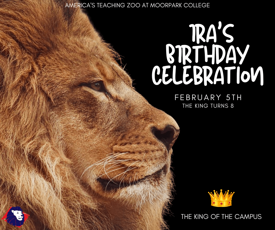 Ira the Male Lion profile view with text - Ira's Birthday Celebration