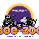 Boo at the Zoo 2022 logo