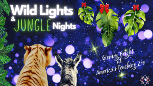 & Jungle Nights-min