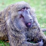 Rosie Baboon Picture