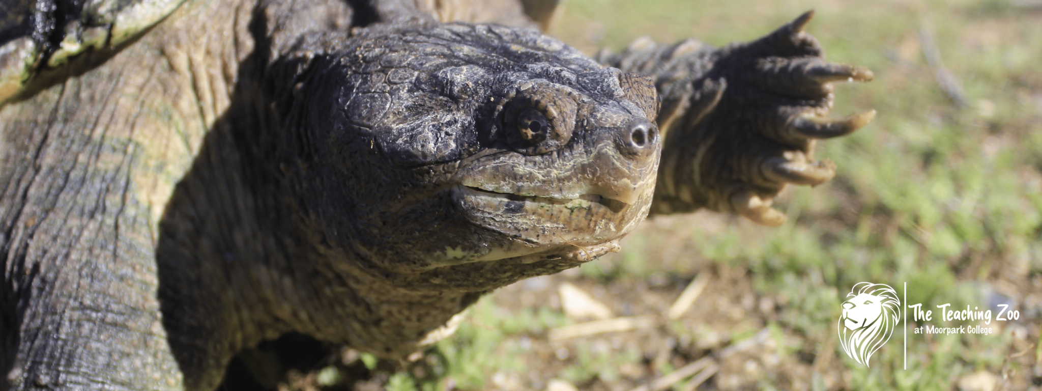 Moorpark College Zoo – Exotic Animal Training & Management