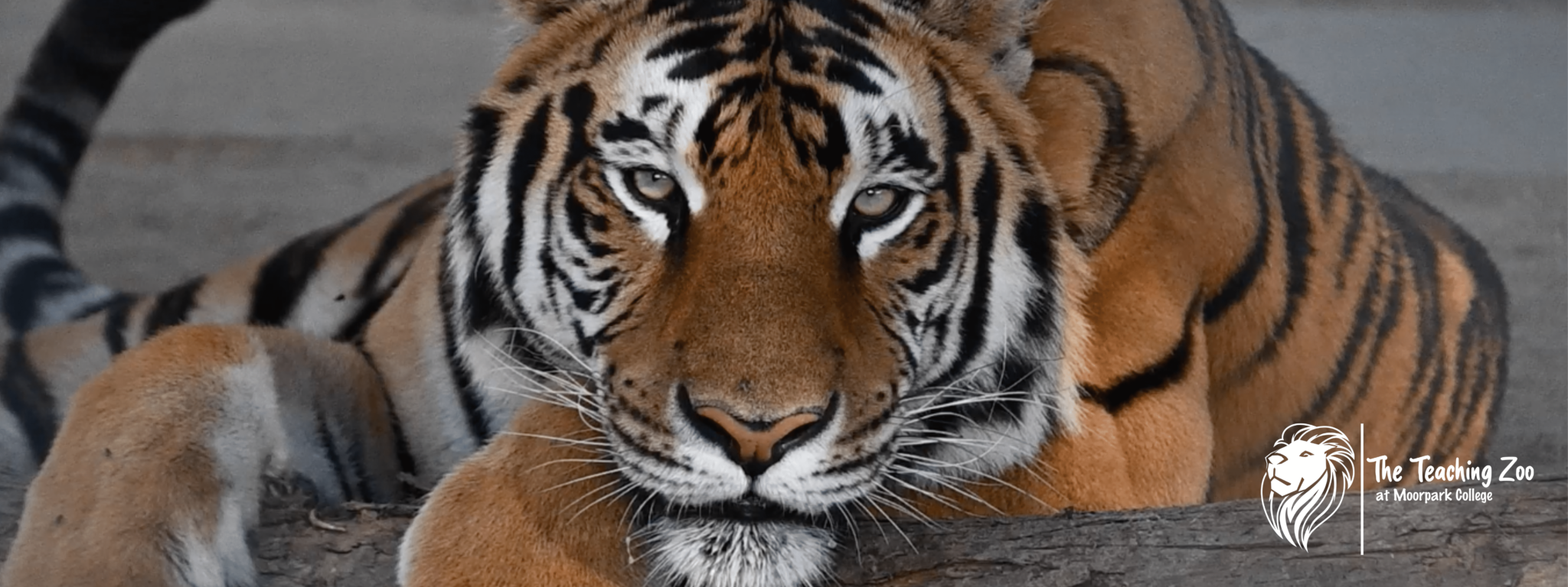 Moorpark College Zoo – Exotic Animal Training & Management