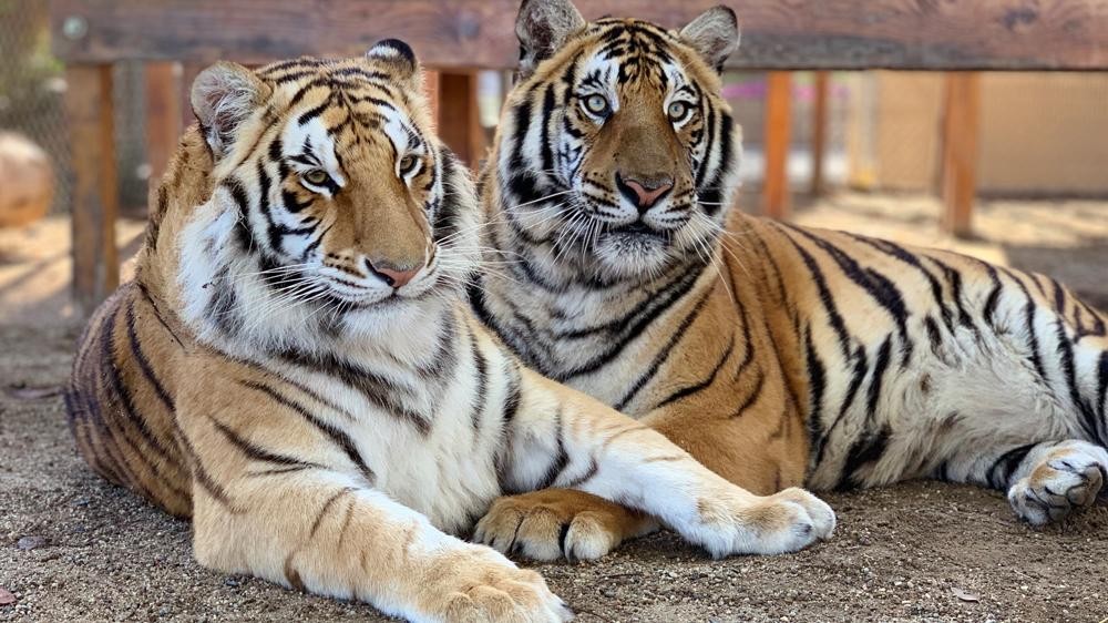 Tigers Neil and Karma Laying next to each other.