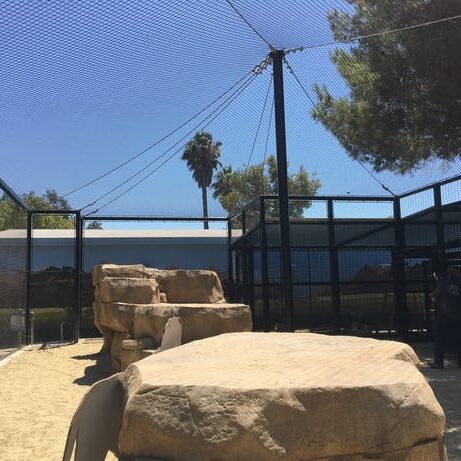 Lion enclosure1